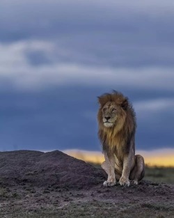 geographicwild: . Photography by (Nitin Vyas). Spotted ‘Scarface’ at Masai Mara National Reserve. #lion #wildlife #nature #predator #sky  #sunset #masaimara #kenya #squatting  #posing #grasslands