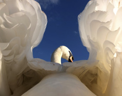 british-animals:A swan, as you have never seen photographed before by Gerald Robinson