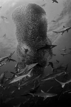 cjwho:  “Vortex” by Geo Cloete The Sardine Run is considered to be one of the most spectacular wildlife events. The search for dive-able bait ball action can be long and hard, with no guarantees of being in the right place at the right time. Jumping