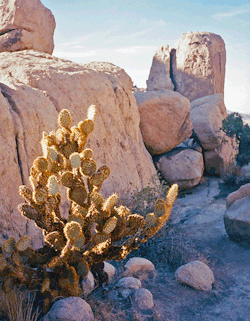 thecurrentseala:  Cactus StereoGIF. The Current Sea, 2015.Shot @ Joshua Tree National Park with Kodak Ektar100 in Nimslo… @thecurrentseala ❤️ Analog Photography!
