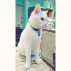 My little guy! Guarding a pen. 😂💞#meko #whitecat #catstagram #catsofinstagram #blueeyes #bigears #pets