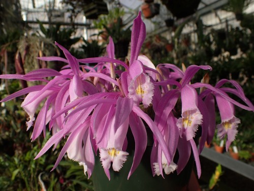 orchid-a-day:  Pleione praecoxSyn.: Pleione wallichiana et al.December 7, 2019 