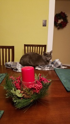 buckyballbearing:My best friend and her wife taught their cats that they can join you at the dinner table as long as they stay on their Designated Flannel and honestly I have never seen such raw lesbian power level before