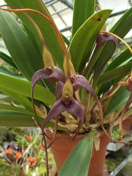 orchid-a-day:Masdevallia colossusSyn.: Byrsella colossusNovember 13, 2020 