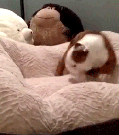 kellymagovern:  English Bulldog puppy loves his new bed [x] 