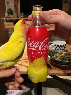 parrot-post:  Piper and this bottle have the same color scheme going on!