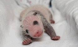 biomorphosis:  A 2 weeks old baby panda.