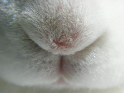 fortunas-sands:Bree in a few bunny closeup pictures during bunny sleepy time last night!