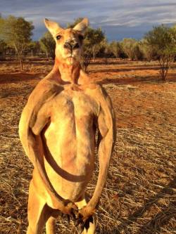 what-is-this-i-dont-even:  hotcheetoprincess:  janemba:  stunningpicture:  Massive male red kangaroo (6’7”) at sunset.  fuck kangaroos   I’m screaming he is swole for absolutely no reason   Kangaroo Jacked