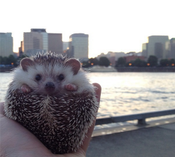 freightsick:  wonderous-world:  Biddy is a 2-year old male African Pygmy hedgehog who goes on amazing adventures with the help of his people parents Thomas and Toni. He goes all over the place and if you want to see more of him and his travels check out