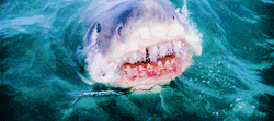 vintagegal:  Jaws (1975) 