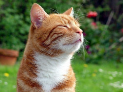 howstuffworks:  Can animals predict death?  In July 2007, a fascinating story emerged in the New England Journal of Medicine about a cat that could “predict” the deaths of patients in a nursing home several hours before they died. Oscar, a cat adopted