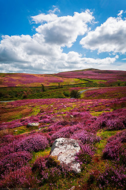 tulipnight:  Fields of Heather, Yorkshire Dales, Yorkshire, England by Fragga on Flickr.