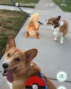 thatfruitcake:  ventusthecorgi:  Ran into this strange dog on our walk today.. he was trying to pick a fight with Bagel but Bagel just wanted to be friends 😂 #PokemonGo  this is the purest Pokemon go post 