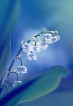 maya47000:  Lilly of the valley by Visions_by_Dany