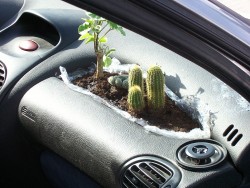 straight-teeth-crooked-morals-13:  legayginger:  imagine being in an accident and the airbags failed and you slammed your face into a fucking cactus and had to explain why you would put a fucking cactus inside your vehicle to the emergency responders.