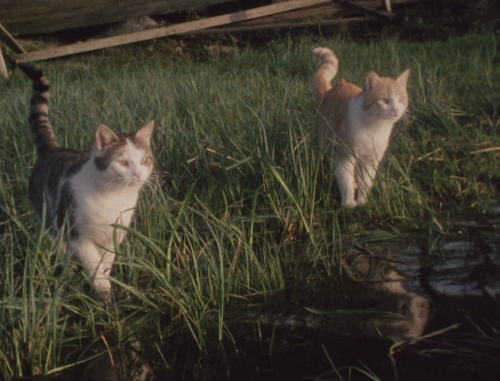 365filmsbyauroranocte:  Nära jorden, nära skogen (Nina Hedenius, 1984)  