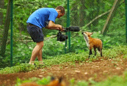 vulcans-angels-heroes:  A fox stealing a boom mic at the Zao Fox Village in Miyagi Prefecture in Northern Japan [x] 