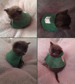 puppybrateren:puppybrateren:Pichu got her own Levi-cosplay.5 months later~they grow up so fast *sob*