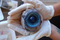 sixpenceee:A giant eyeball from a mysterious sea creature was found by a man walking the beach in Pompano Beach on Wednesday. Wildlife officials said it likely came from a swordfish but experts mused that it likely came from a giant squid, whale or large