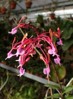 orchid-a-day:  Epidendrum capricornuDecember 2, 2017 