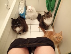 catsbeaversandducks:When you have cats, you can forget about privacy. Photo via Imgur
