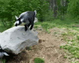 tinypaloma:  ask-usedkirby:  “Money Can’t Buy You Happiness, But Money Can Buy You A Baby Goat, Which Is A Ball Of Happiness”   ~Phillard Von Chester  Have fun looking at baby goats and hope your day gets better!  Pygmy goats are seriously the