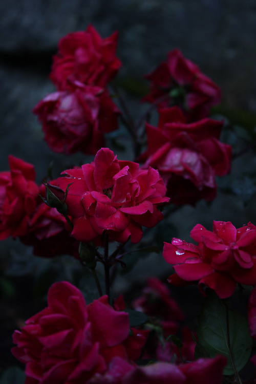 nature red roses  Tumblr 