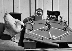 Al Fenn - Chicken playing baseball during an animal experiment, pecking at a rubber loop which activates bat which hits the baseball.