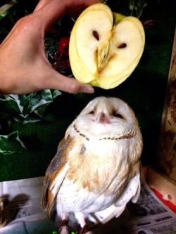 mausspace:  weirdtrip:  he looks so pleased &ldquo;oh look. look at this apple. it me&rdquo;  horf horf horf 