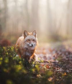beautiful-wildlife:  Morning walk by © Iza Lyson