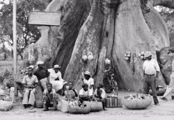 A giant cottonwood tree, Jamaica, c. 1940.