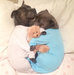 nobodylovesanihilist:  mymodernmet:  Adorable Bull Terriers Have Cuddle-Filled Pajama Parties   oh my goodness what is this… :looks up doggy pajamas: 