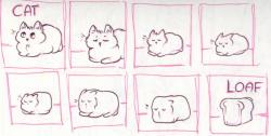 rabbitfears:  rabbitfears:  A bunch of cat loaf. A comic in which the first panel must be a cat and the last panel a loaf.  In order of creation. lots of loafy cats for all  Been getting re-blogged a bit. So I’m going to join in…self re-blog woo.