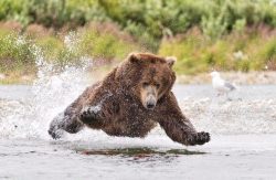 bears-for-all:  a-pure-and-wholesome-bear:   fridaybear:  Bustin’ into your F R I D A Y like…  @puffins-and-bears    We boudda get WET 
