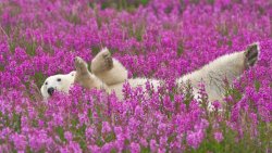 bears-addict:  Relaxing in a field of flowers