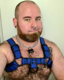 For Christmas, my husband got me the bulldog harness I’ve been wanting. Also, I shaved.More of Me
