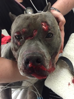neknekmo:  setbabiesonfire:  asexualequestrian:  fallinginparadise:  Our dog had gotten out on New Year’s Eve while we were celebrating and was hit head-on by a car. The owner of the car isn’t taking any responsibility for his actions and isn’t
