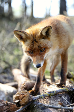 mystic-revelations:  Mr. Fox (by gerbenzomp)