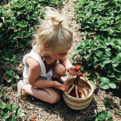 johnnaholmgren:  Completely in her element with the strawberries this morning. Strawberry stained lips and hands and feet. 🍓 Started the day with family berry picking and we all sort of wanted to stay there all day in the peaceful field soaking it