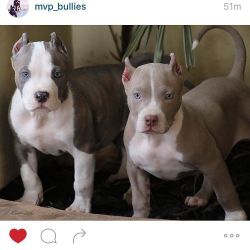 My boy is getting so big and handsome!! This weekend!! 🎉💥🎉💥 @mvp_bullies  #A2 (left side) by misstoriblack