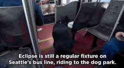 succt:  huffingtonpost:  Seattle Dog Figures Out Buses, Starts Riding Solo To The Dog ParkSeattle’s public transit system has had a ruff go of things lately, and that has riders smiling.  could you imagine a dog being all “ah shit this my stop pull