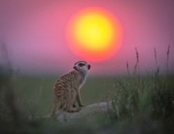 phototoartguy:  Meerkats of Botswana by wildlife photographer Will Burrard-Lucas