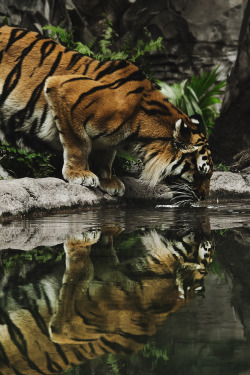 envyavenue:  Thirsty Tiger by Honza Hřib