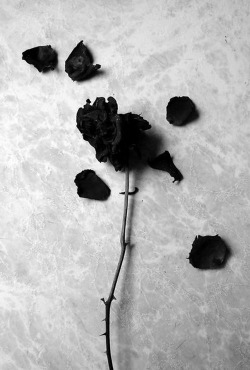 nameless-dead:  dead rose 