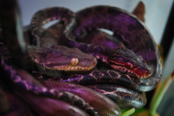 felicefawn:  Wow, besides albino and two-headed snakes, these are the prettiest I have ever seen. 