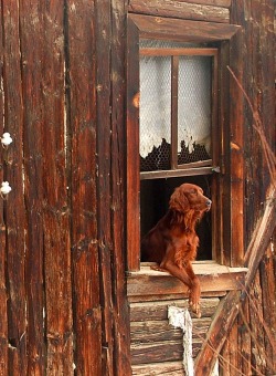 How much is that doggie in the window? (Irish Setter)