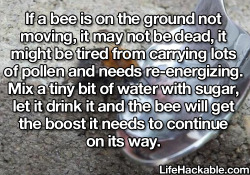 lifehackable:  More Bee Hacks Here