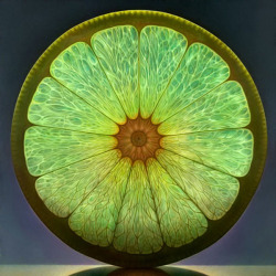 bvddhist:  jerkinglattes:  saveitasajpeg:  the-spooky-fish:  Citrus fruits are weeeeird  The lighting in these is fantastic!  This made my mouth water   hippie + nature // 