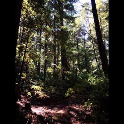 The light has a very beautiful effect. #redwoods  (at Chandelier Tree drive thru leggett ca)
